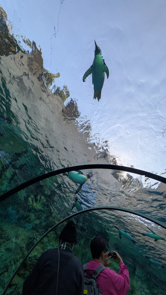 旭山動物園 ペンギン展示 旭山動物園のペンギン展示エリア、行動展示で生き生きと泳ぐペンギンたち