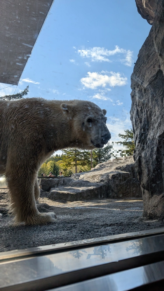 旭山動物園 シロクマのもぐもぐタイム 旭山動物園のシロクマ、人気のもぐもぐタイムで活発に動く様子