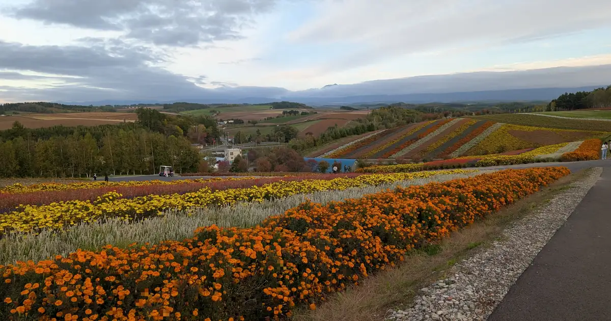 四季彩の丘 展望風景 四季彩の丘から見渡す美瑛の丘陵地帯、青空と山々が織りなす北海道の雄大な自然風景